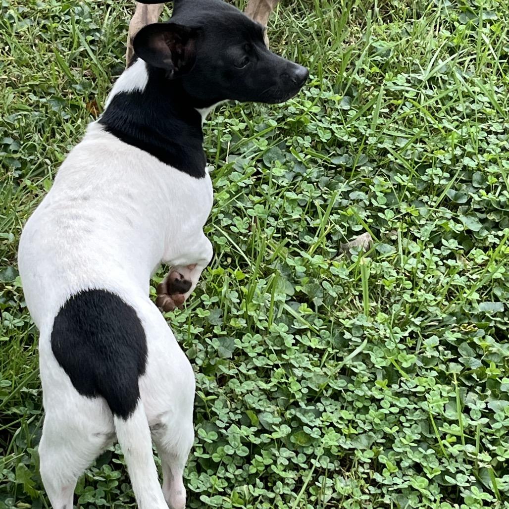 Enlarge Toby, a Adoptable mixed breed in Farmersville, OH image 3/5