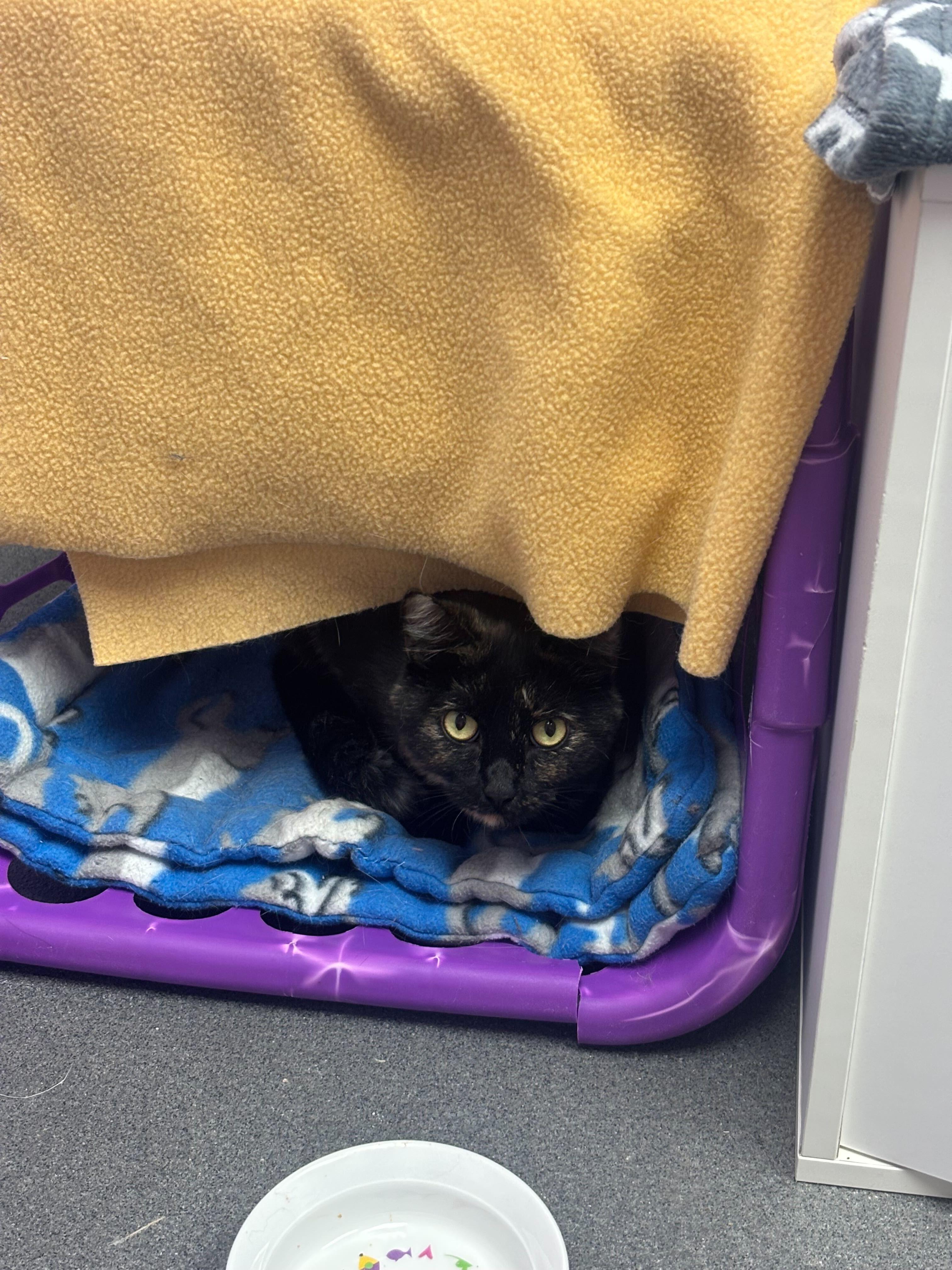 Enlarge Citronella- FIV+, a Adoptable Domestic Short Hair in Manchester, NH image 1/1