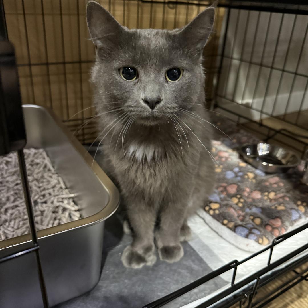 Manatee, ADOPTABLE, Adult Female Domestic Medium Hair.