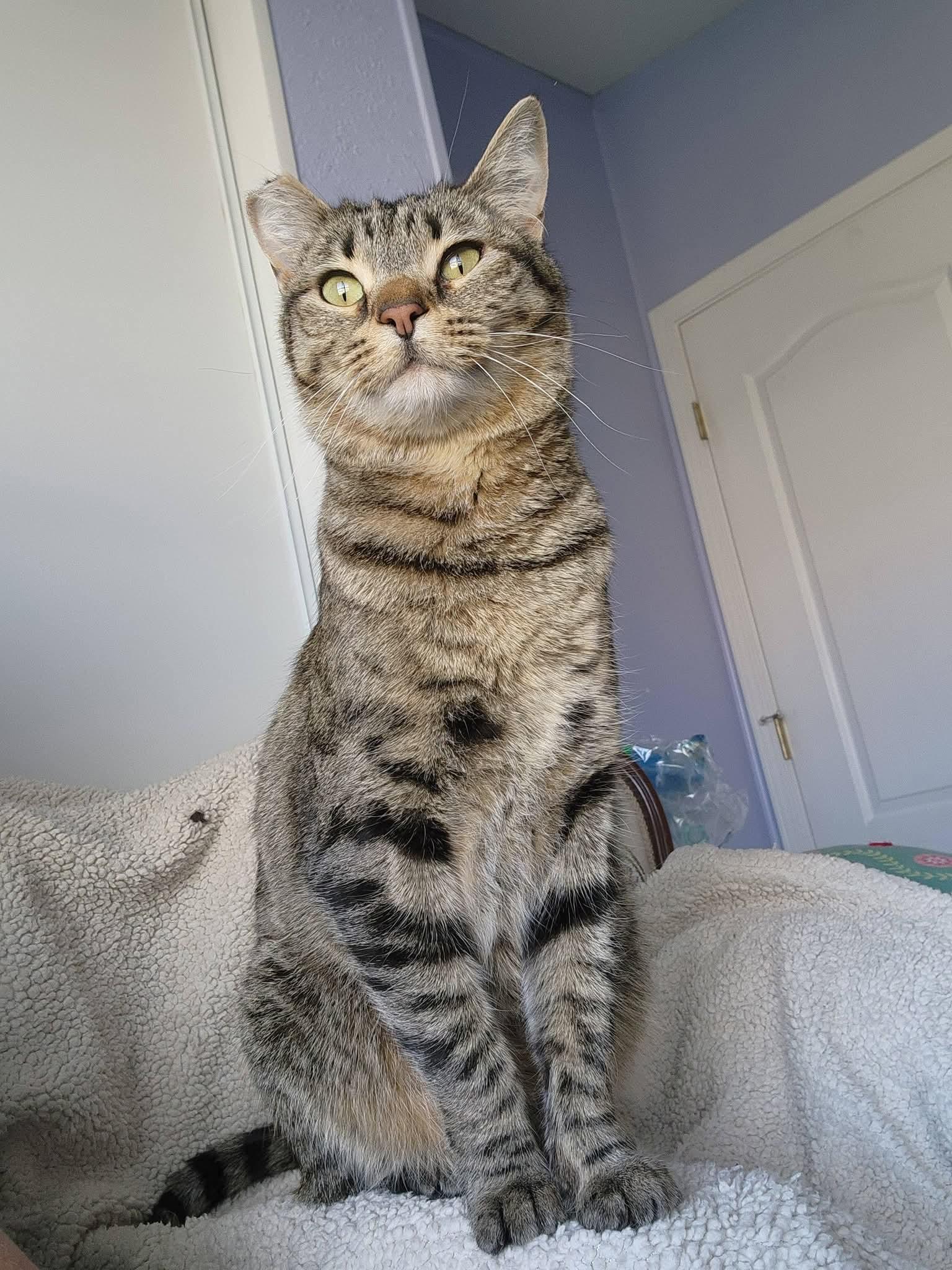 Wallis, a ADOPTABLE mixed breed in Carson City, NV image 2/3