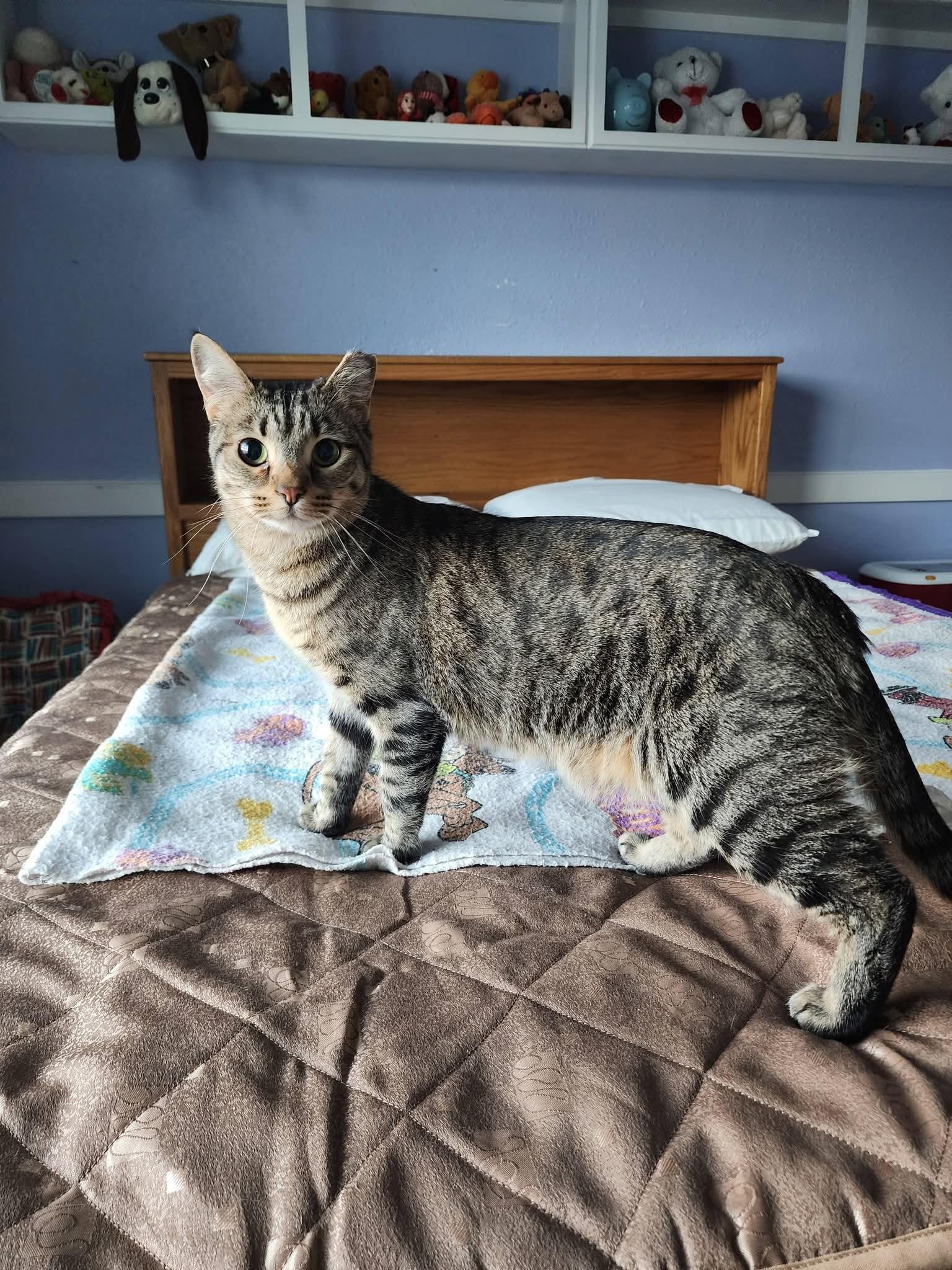 Wallis, a ADOPTABLE mixed breed in Carson City, NV image 3/3