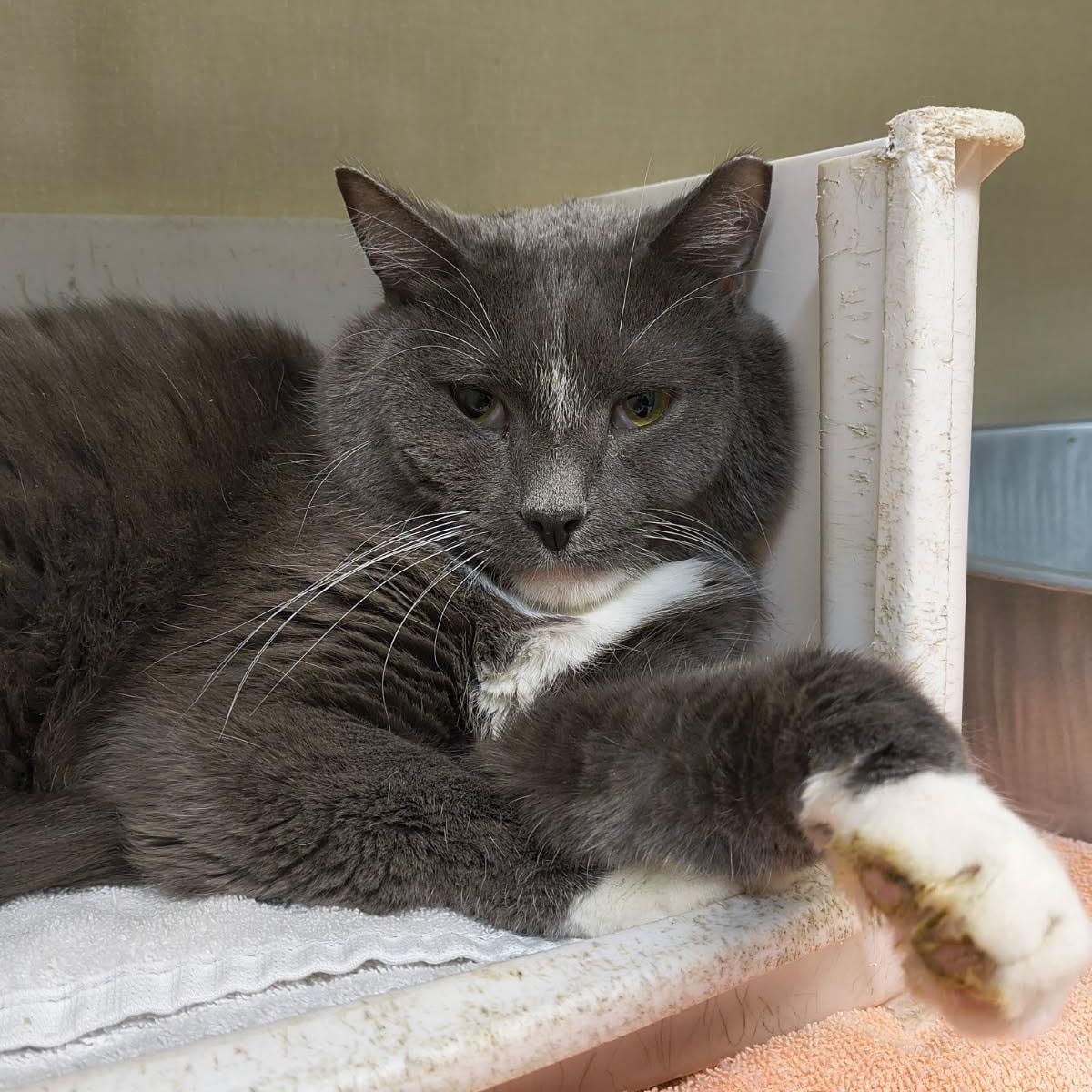 Marc, ADOPTABLE, Adult Male Domestic Short Hair.