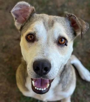Enlarge Ghost, an adopted mixed breed in Godfrey, IL image 2/6