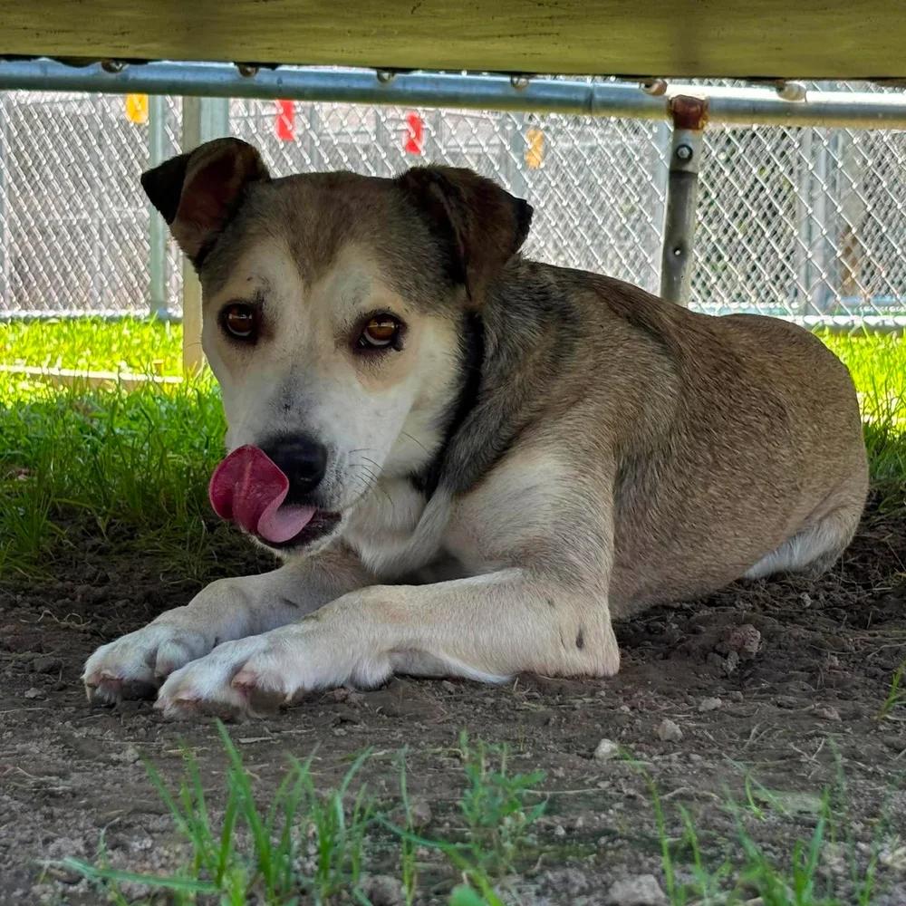 Enlarge Ghost, an adopted mixed breed in Godfrey, IL image 4/6