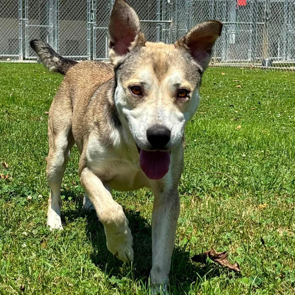 Enlarge Ghost, an adopted mixed breed in Godfrey, IL image 5/6
