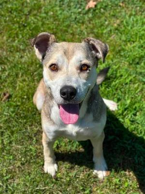Ghost, adopted, Adult Male Pit Bull Terrier.