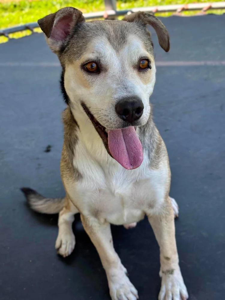 Enlarge Ghost, an adopted mixed breed in Godfrey, IL image 3/6