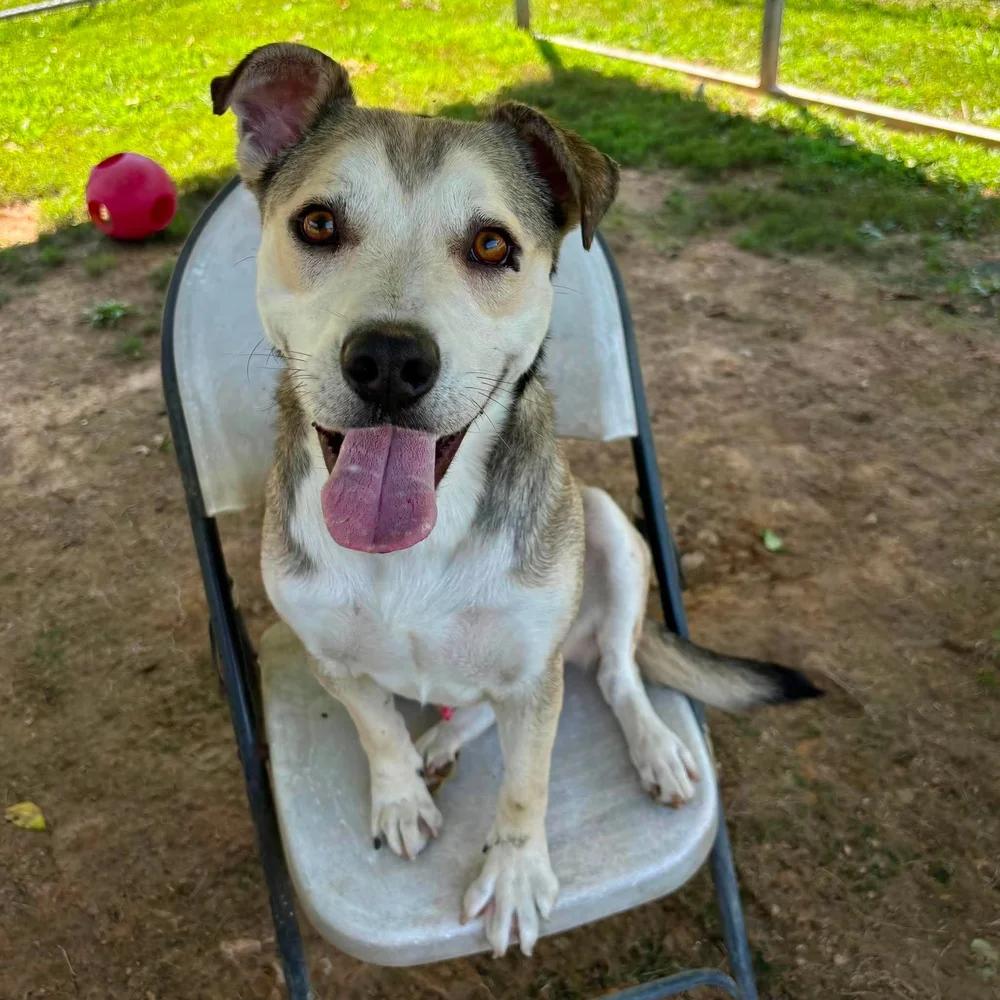 Enlarge Ghost, an adopted mixed breed in Godfrey, IL image 6/6