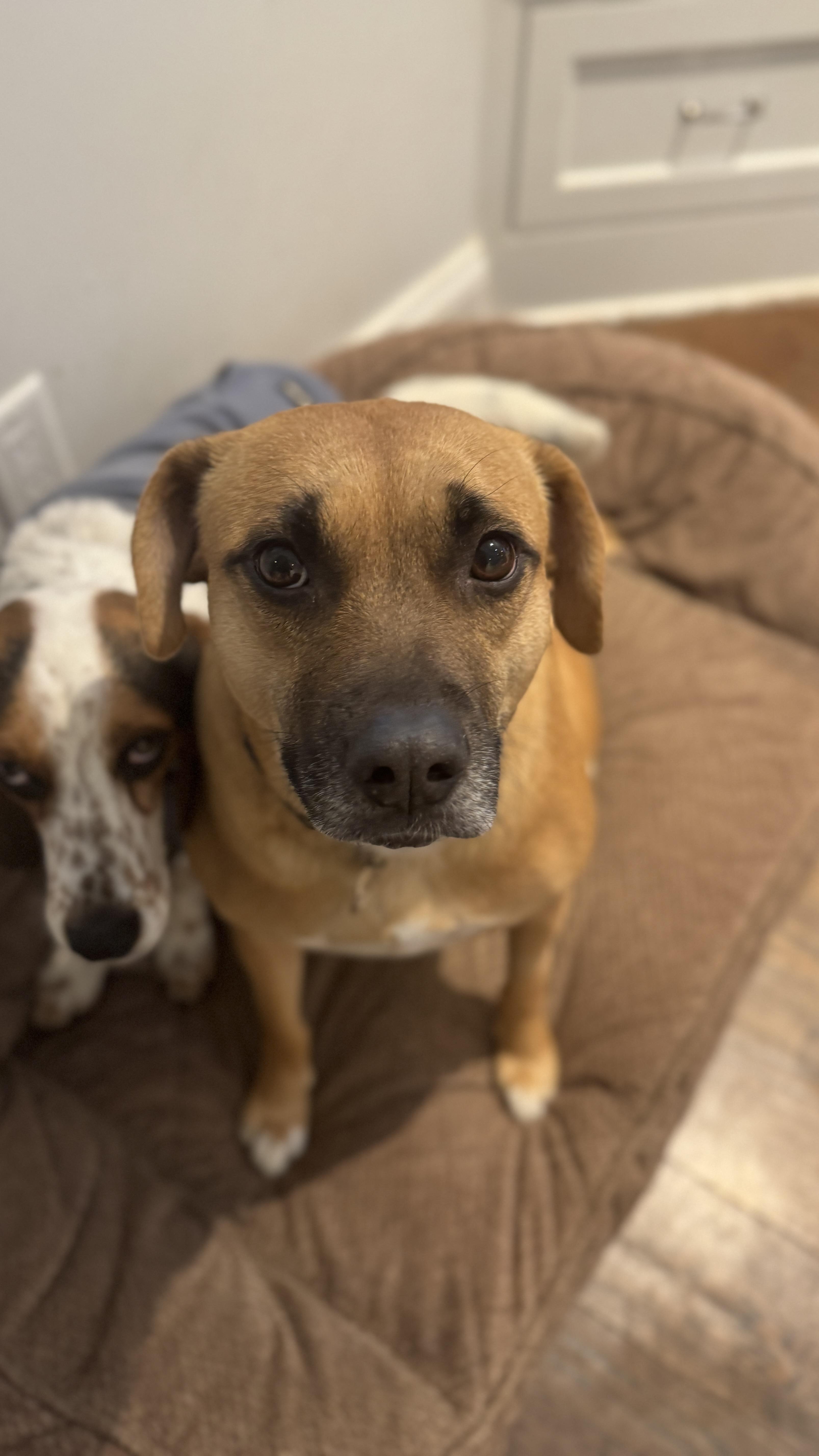 Enlarge PUMPKIN, a ADOPTABLE mixed breed in Stamford, CT image 1/5