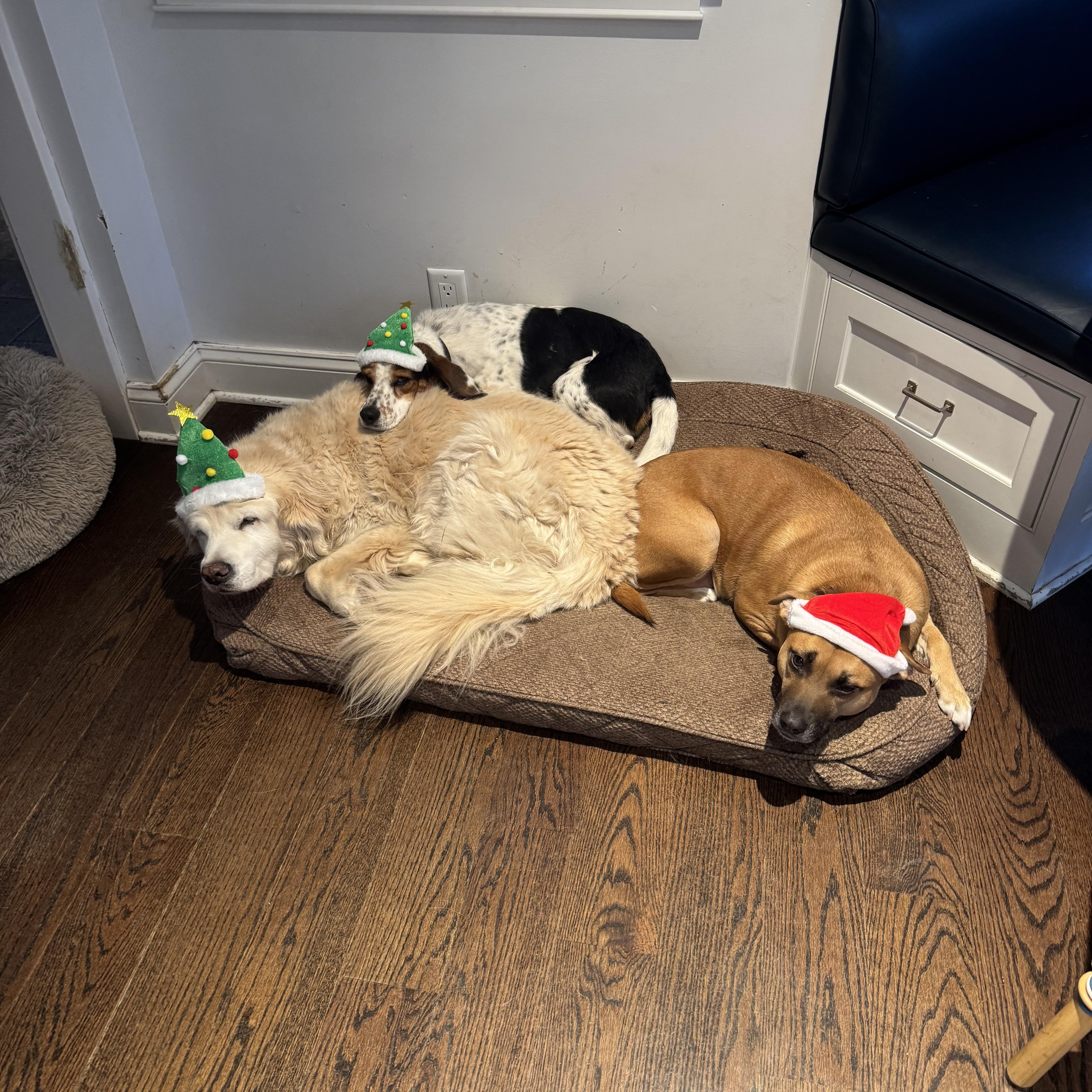 Enlarge PUMPKIN, a ADOPTABLE mixed breed in Stamford, CT image 2/5