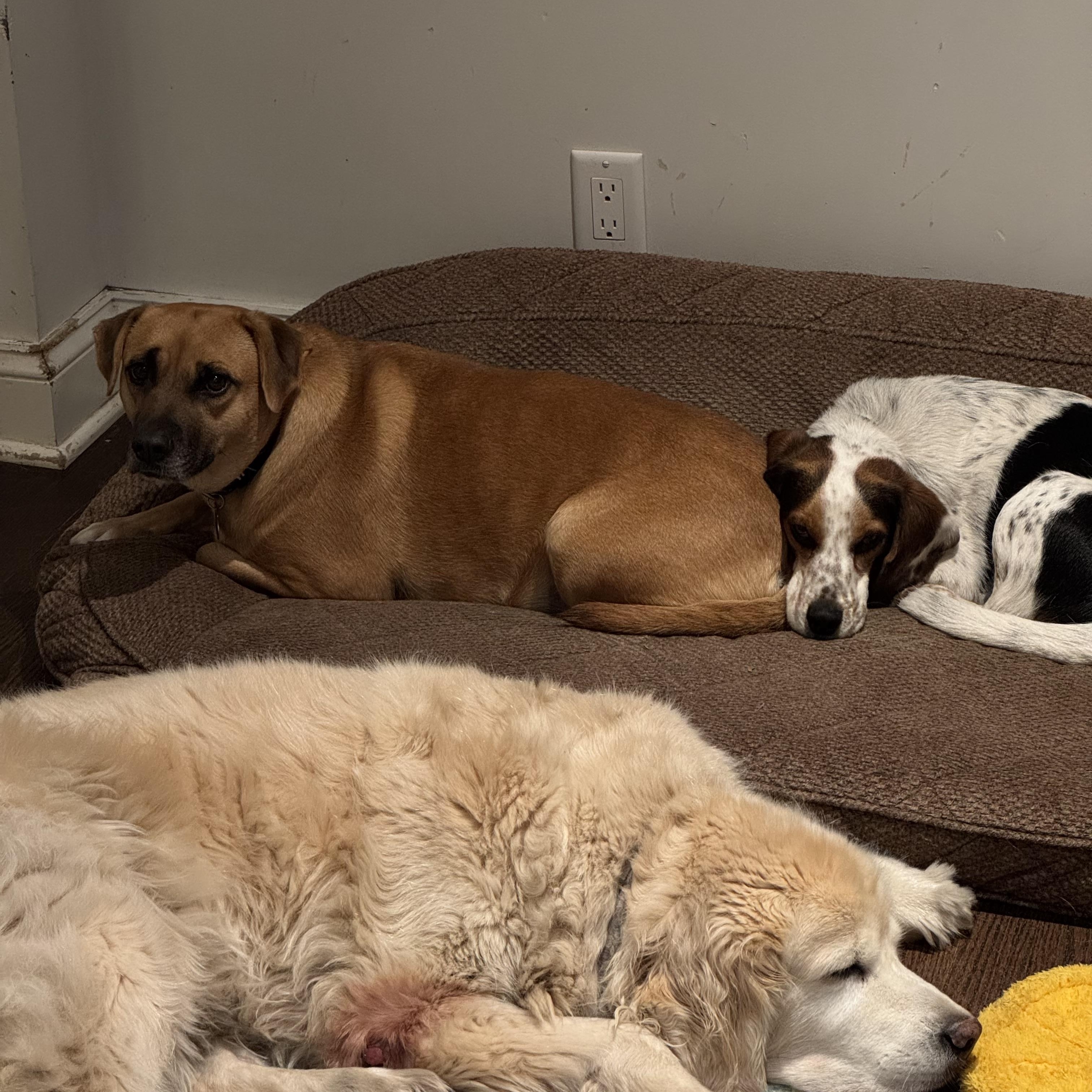 Enlarge PUMPKIN, a ADOPTABLE mixed breed in Stamford, CT image 3/5