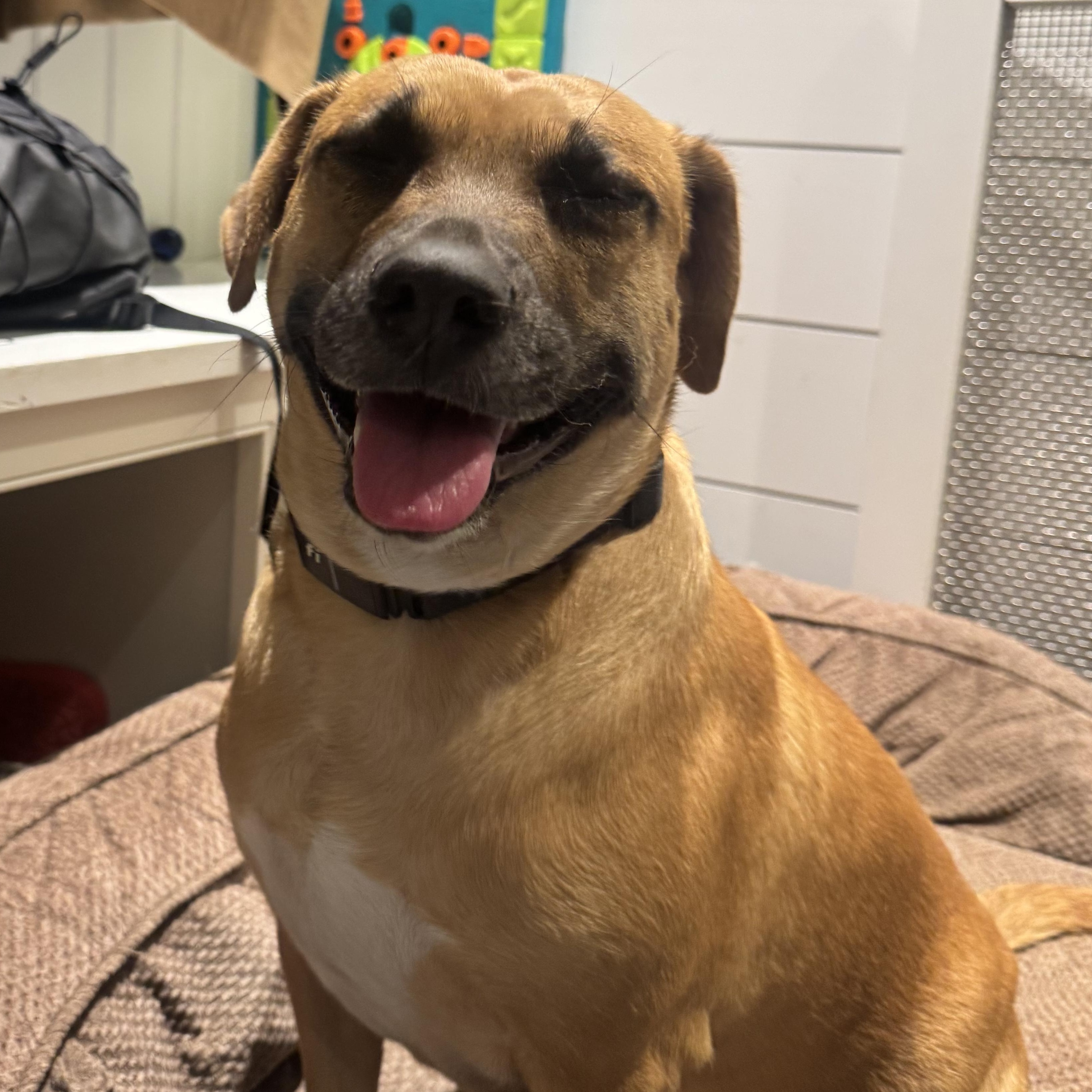 Enlarge PUMPKIN, a ADOPTABLE mixed breed in Stamford, CT image 4/5