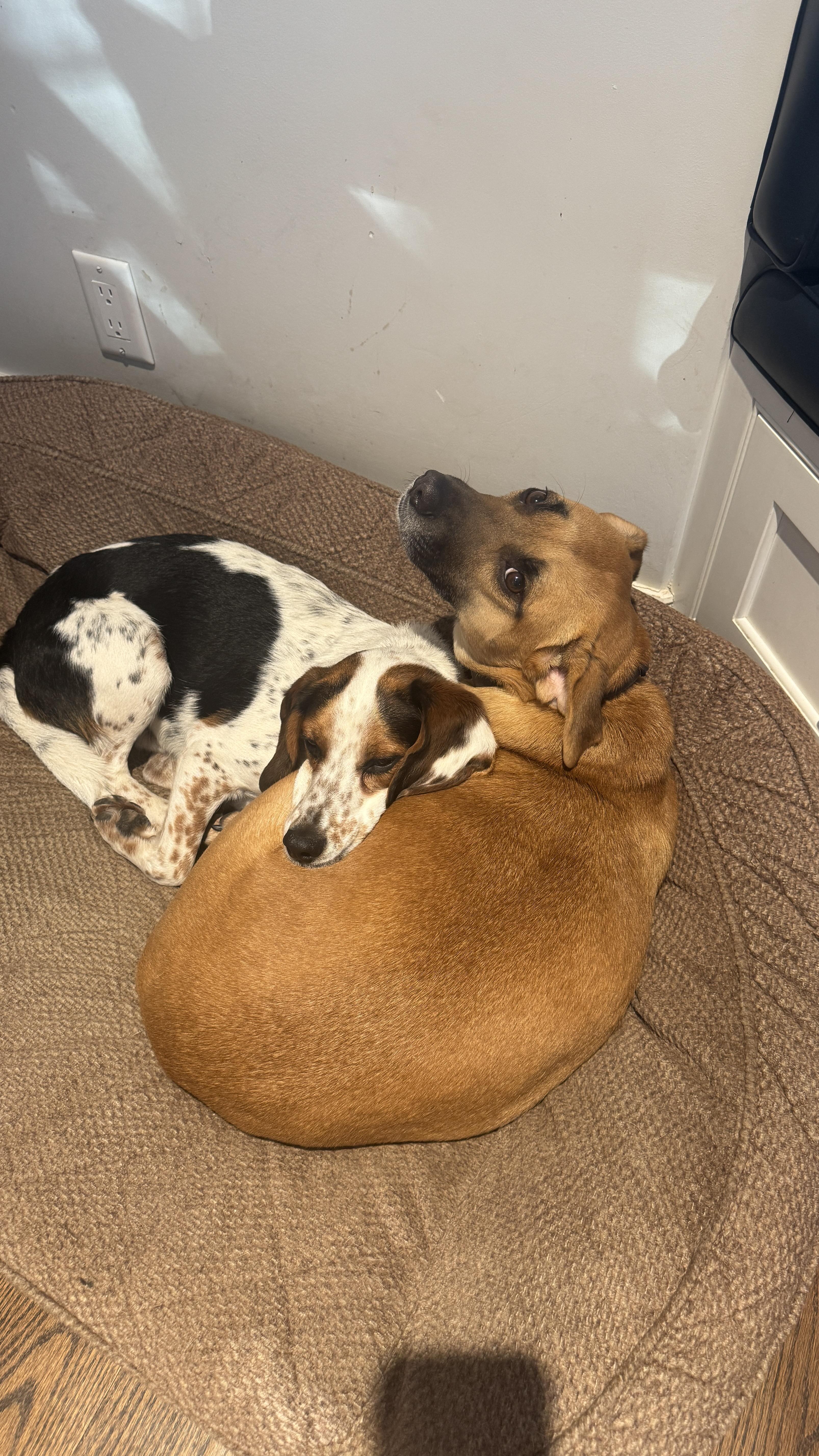 Enlarge PUMPKIN, a ADOPTABLE mixed breed in Stamford, CT image 5/5