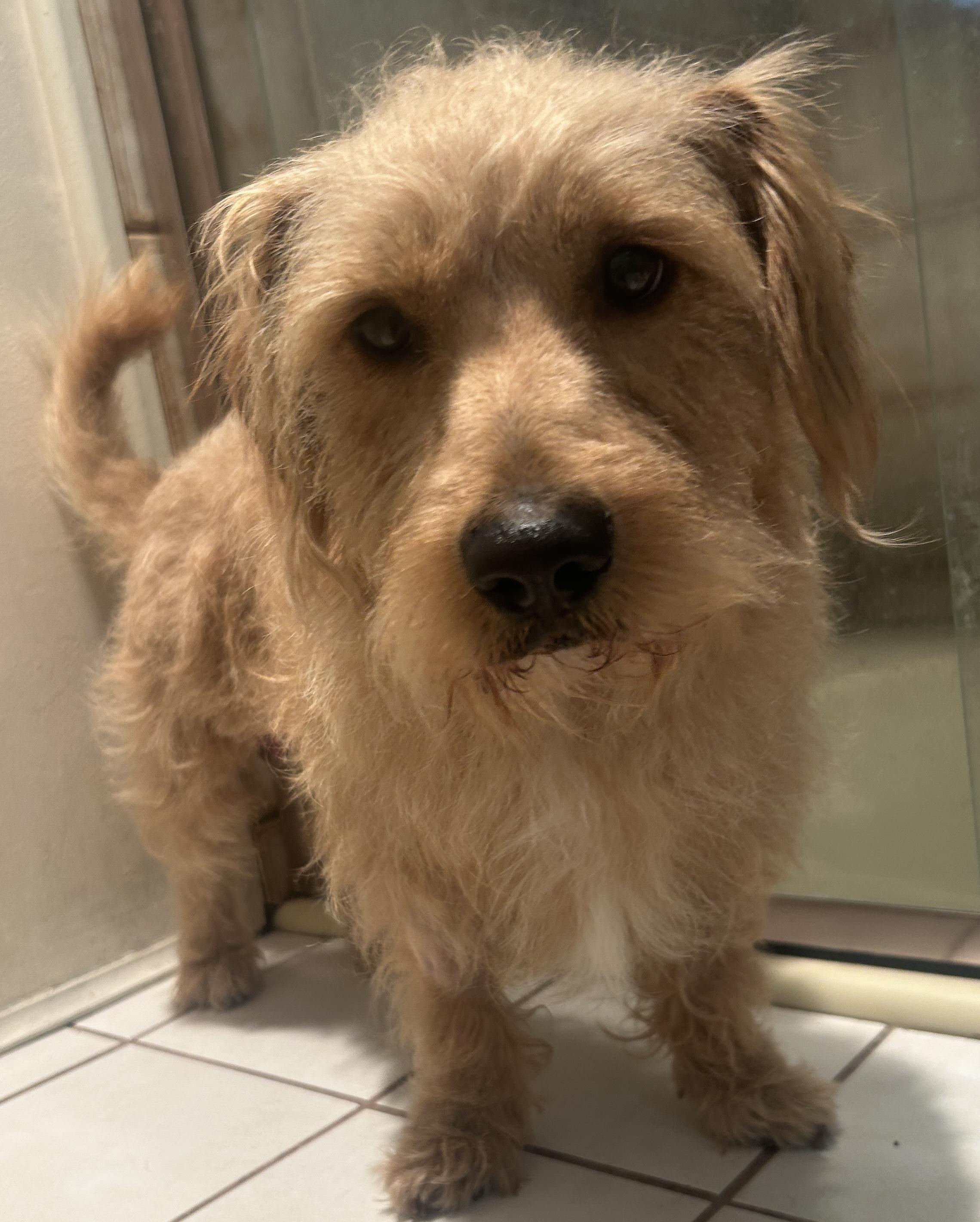 Enlarge SCOOBY , a ADOPTABLE mixed breed in El Cajon, CA image 5/6
