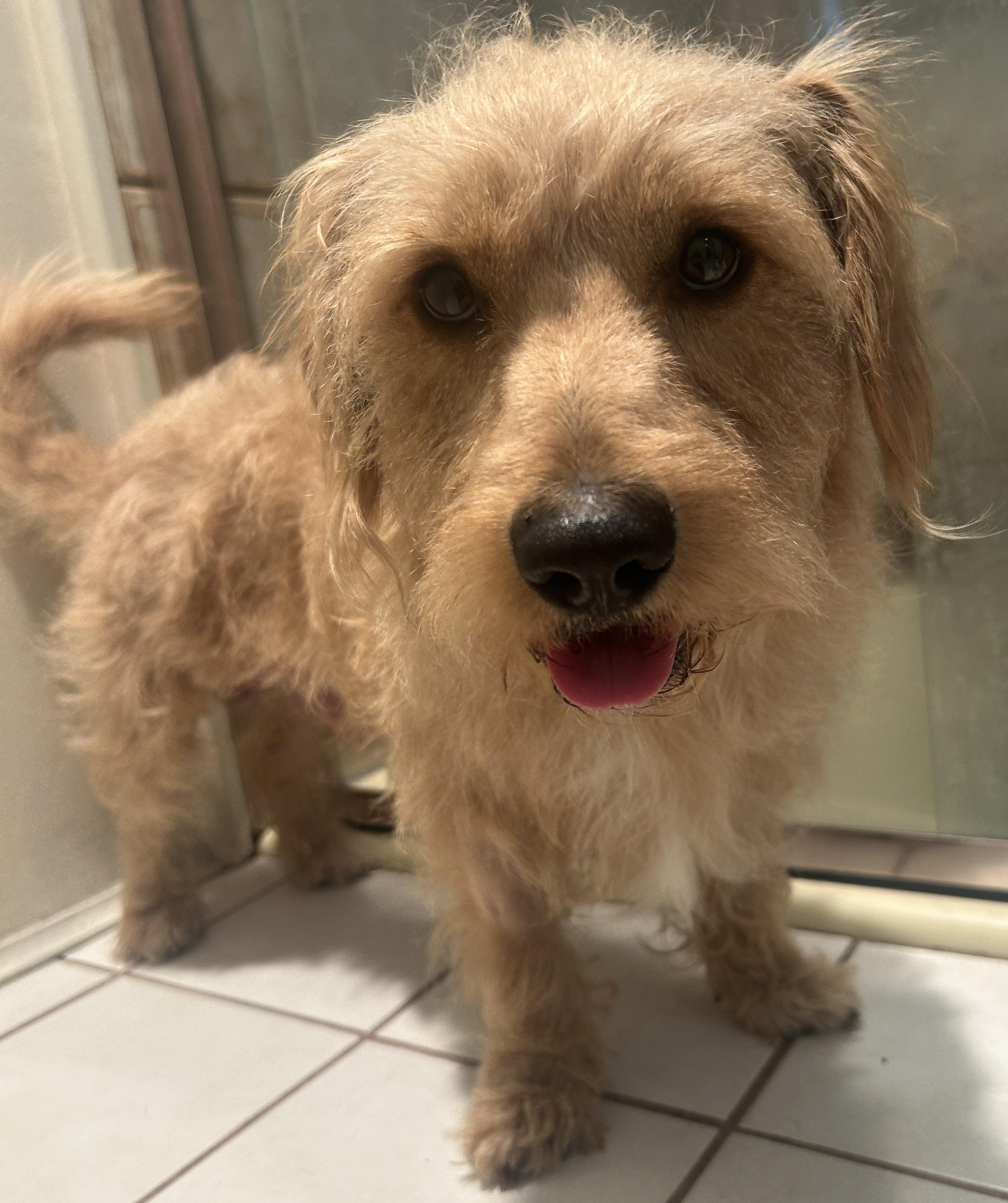 Enlarge SCOOBY , a ADOPTABLE mixed breed in El Cajon, CA image 6/6
