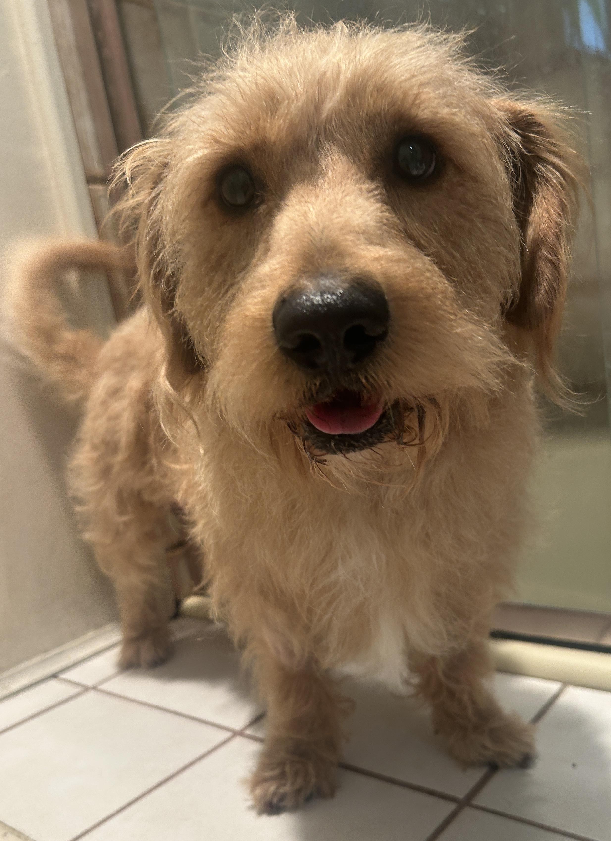 Enlarge SCOOBY , a ADOPTABLE mixed breed in El Cajon, CA image 3/6