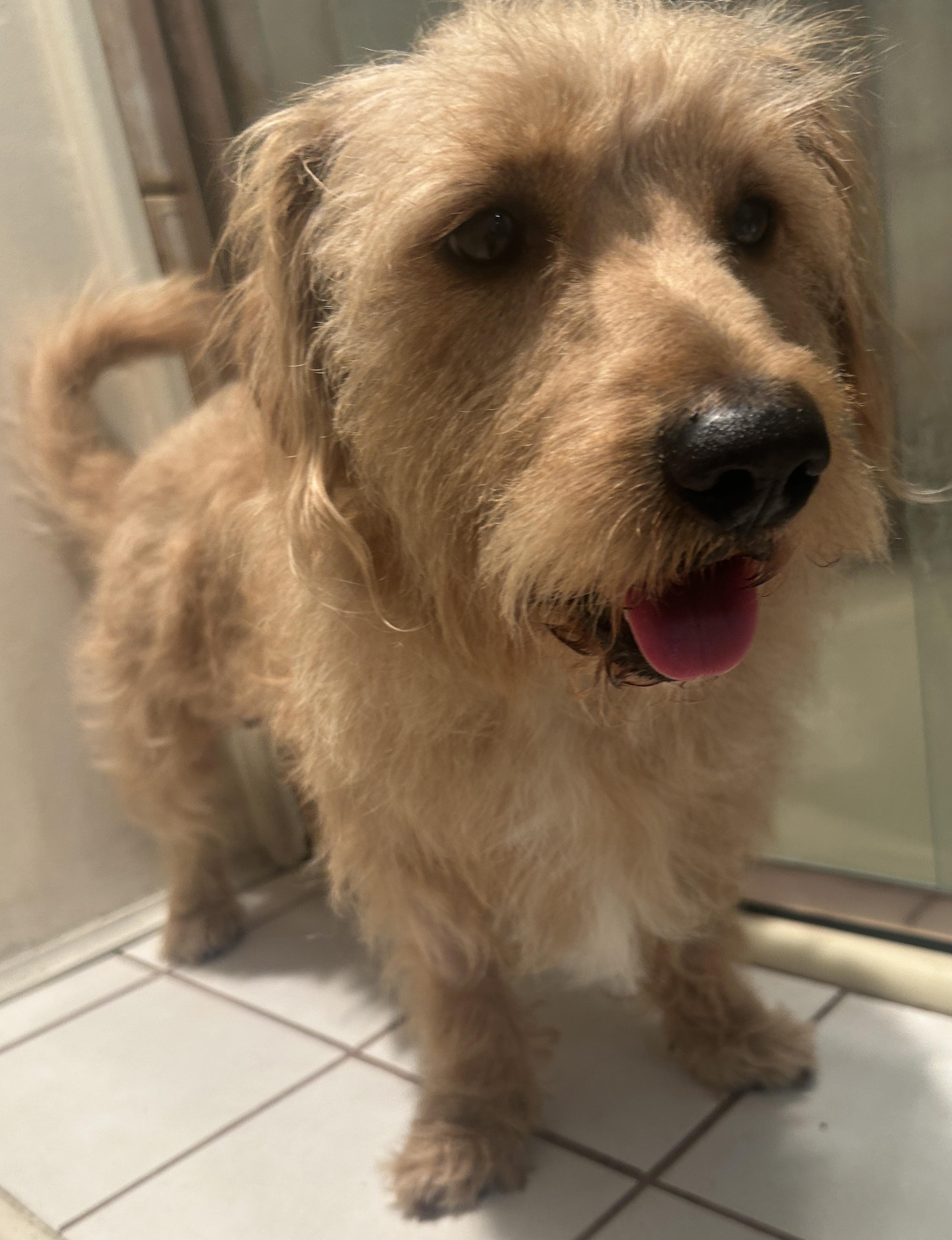 Enlarge SCOOBY , a ADOPTABLE mixed breed in El Cajon, CA image 1/6