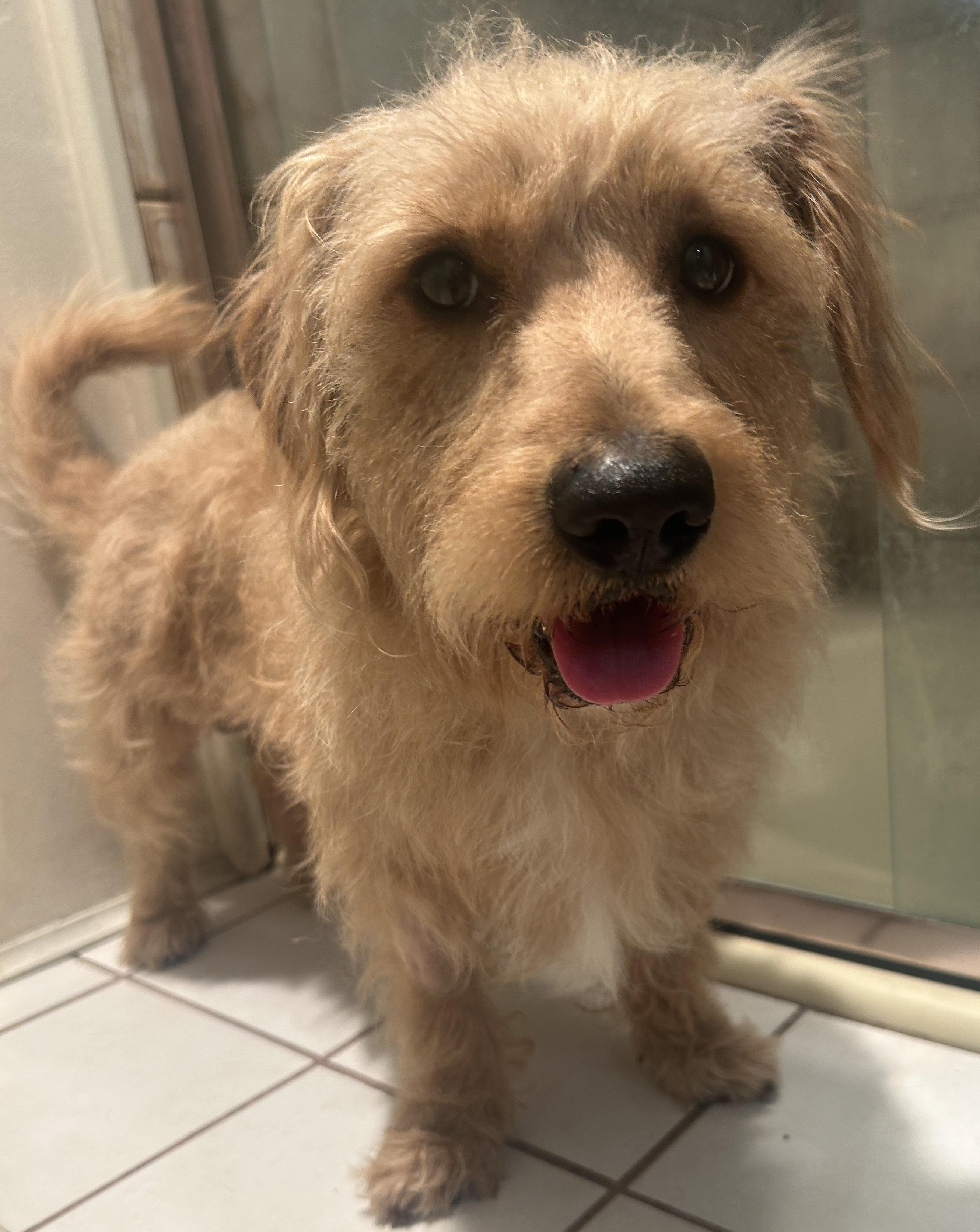 Enlarge SCOOBY , a ADOPTABLE mixed breed in El Cajon, CA image 4/6