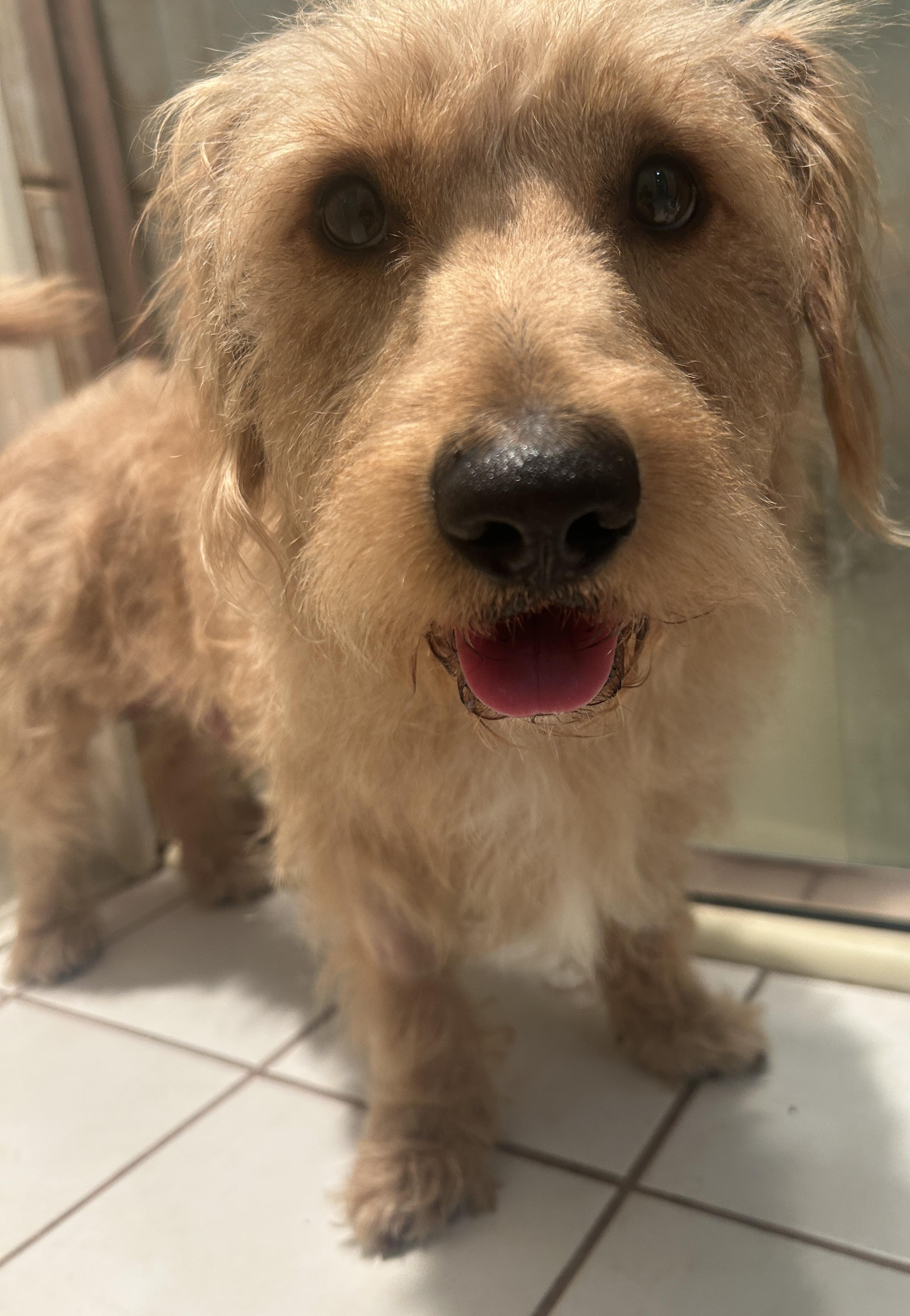 Enlarge SCOOBY , a ADOPTABLE mixed breed in El Cajon, CA image 2/6
