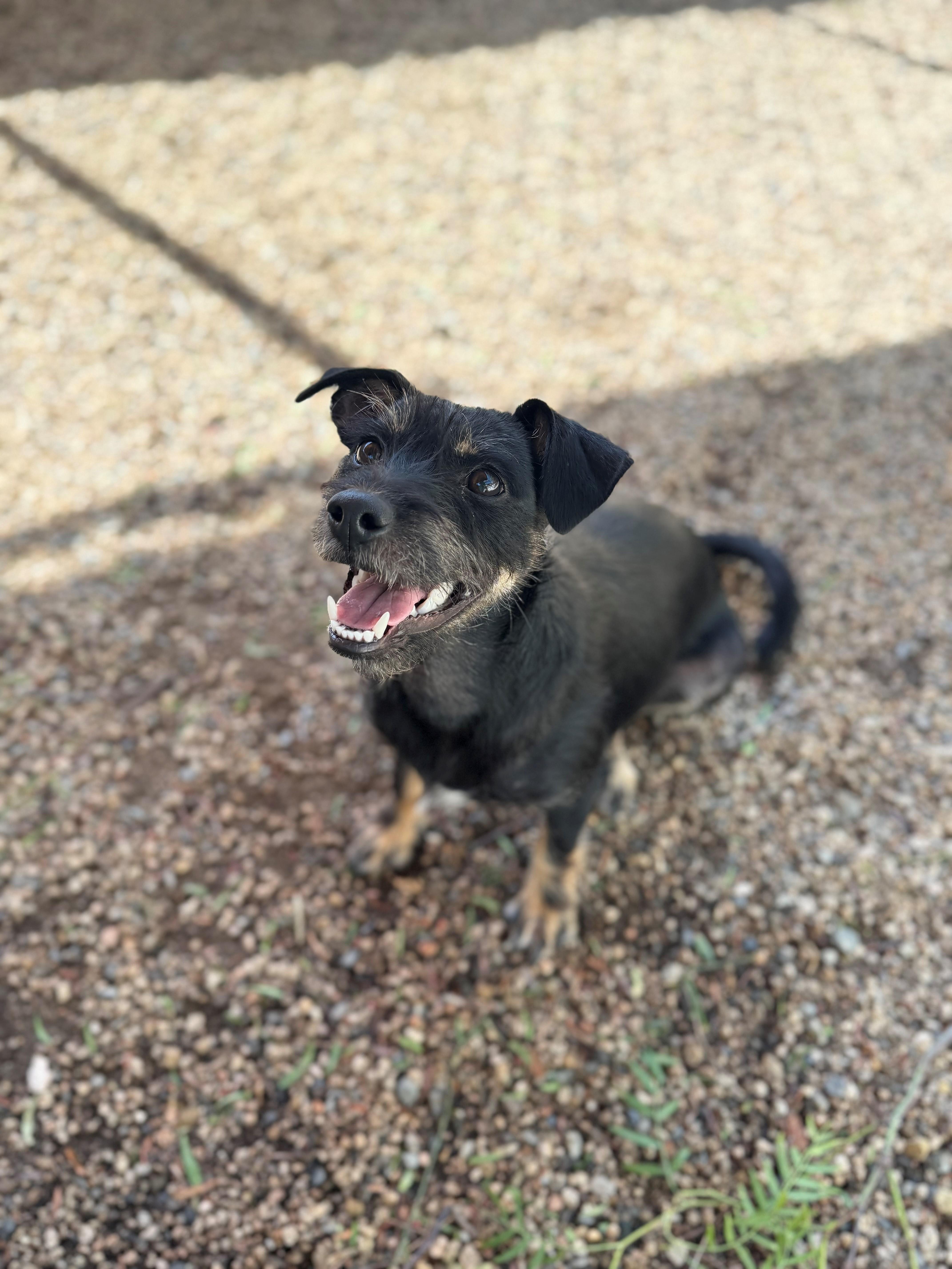 Frankie, Adopted, Young Female Fox Terrier.