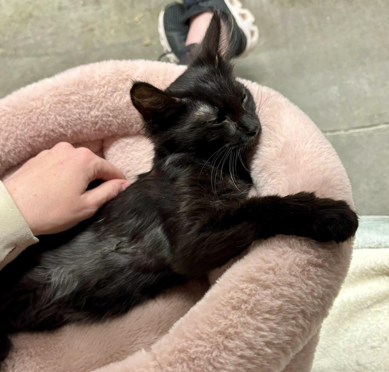 Enlarge Floofy, a Adoptable Bombay in San Juan Capistrano, CA image 3/5