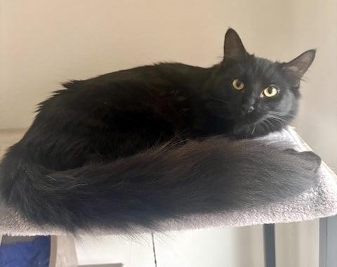 Enlarge Floofy, an adopted Bombay in San Juan Capistrano, CA image 4/6