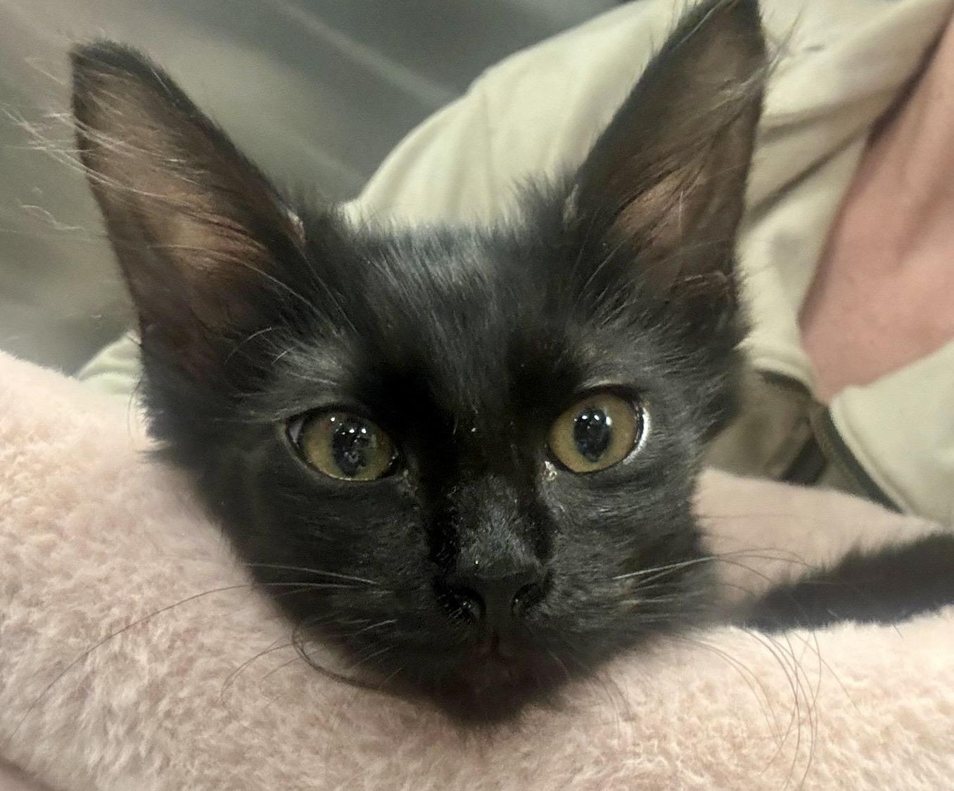 Enlarge Floofy, a Adoptable Bombay in San Juan Capistrano, CA image 1/5