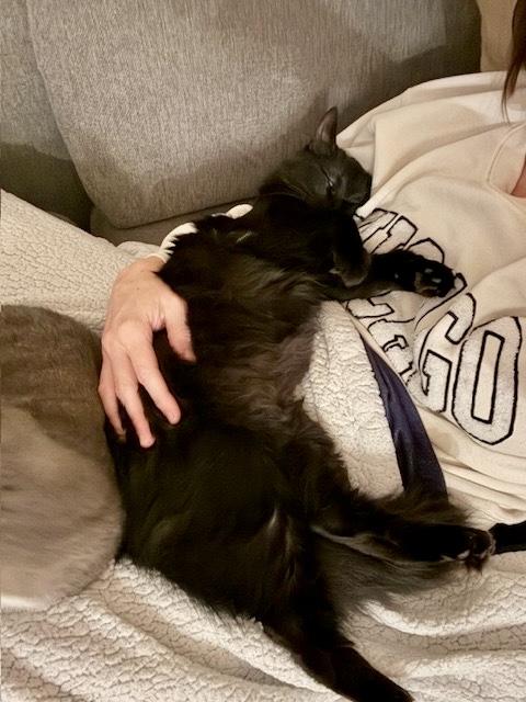 Enlarge Floofy, an adopted Bombay in San Juan Capistrano, CA image 6/6