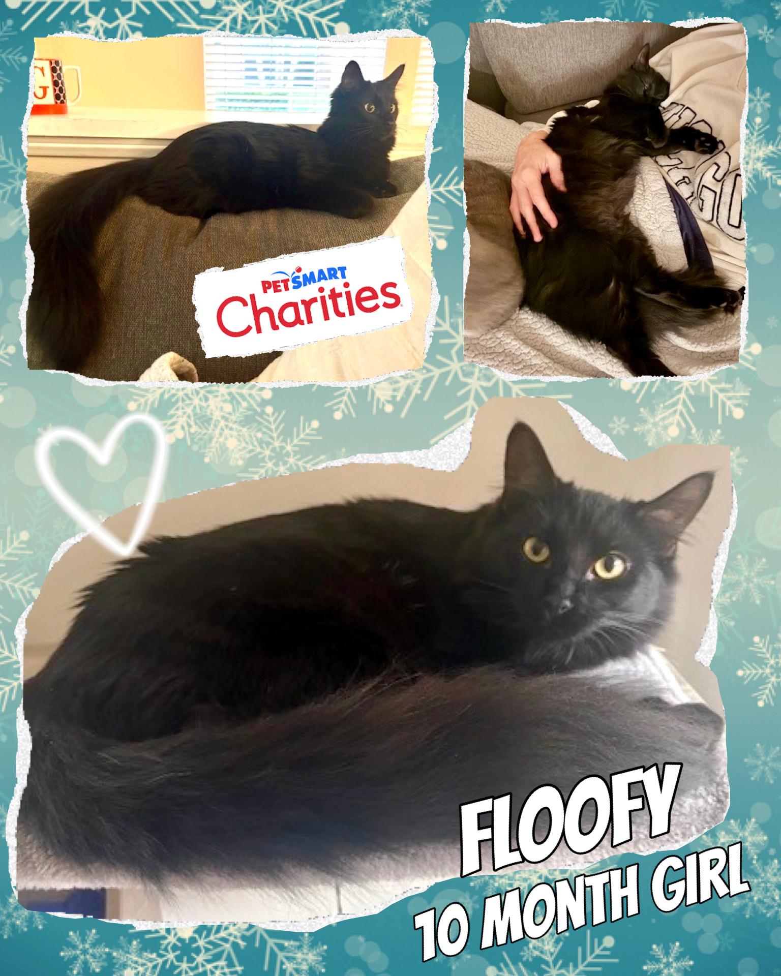 Enlarge Floofy, an adopted Bombay in San Juan Capistrano, CA image 1/6