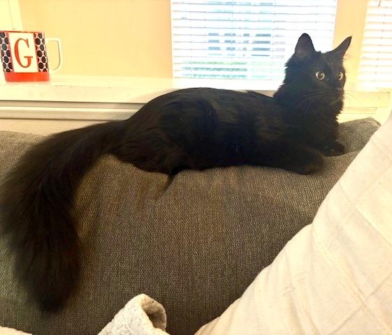 Enlarge Floofy, an adopted Bombay in San Juan Capistrano, CA image 5/6