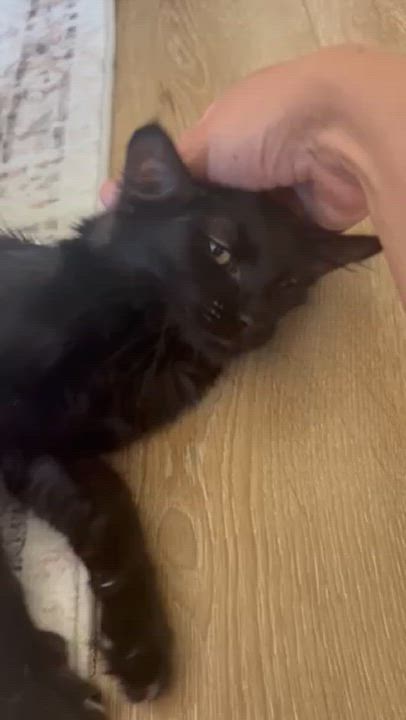 Enlarge Floofy, a Adoptable Bombay in San Juan Capistrano, CA video 5/5