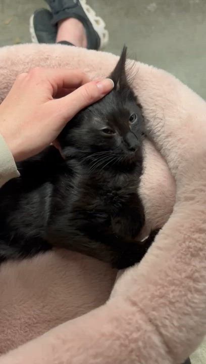 Enlarge Floofy, a Adoptable Bombay in San Juan Capistrano, CA video 4/5