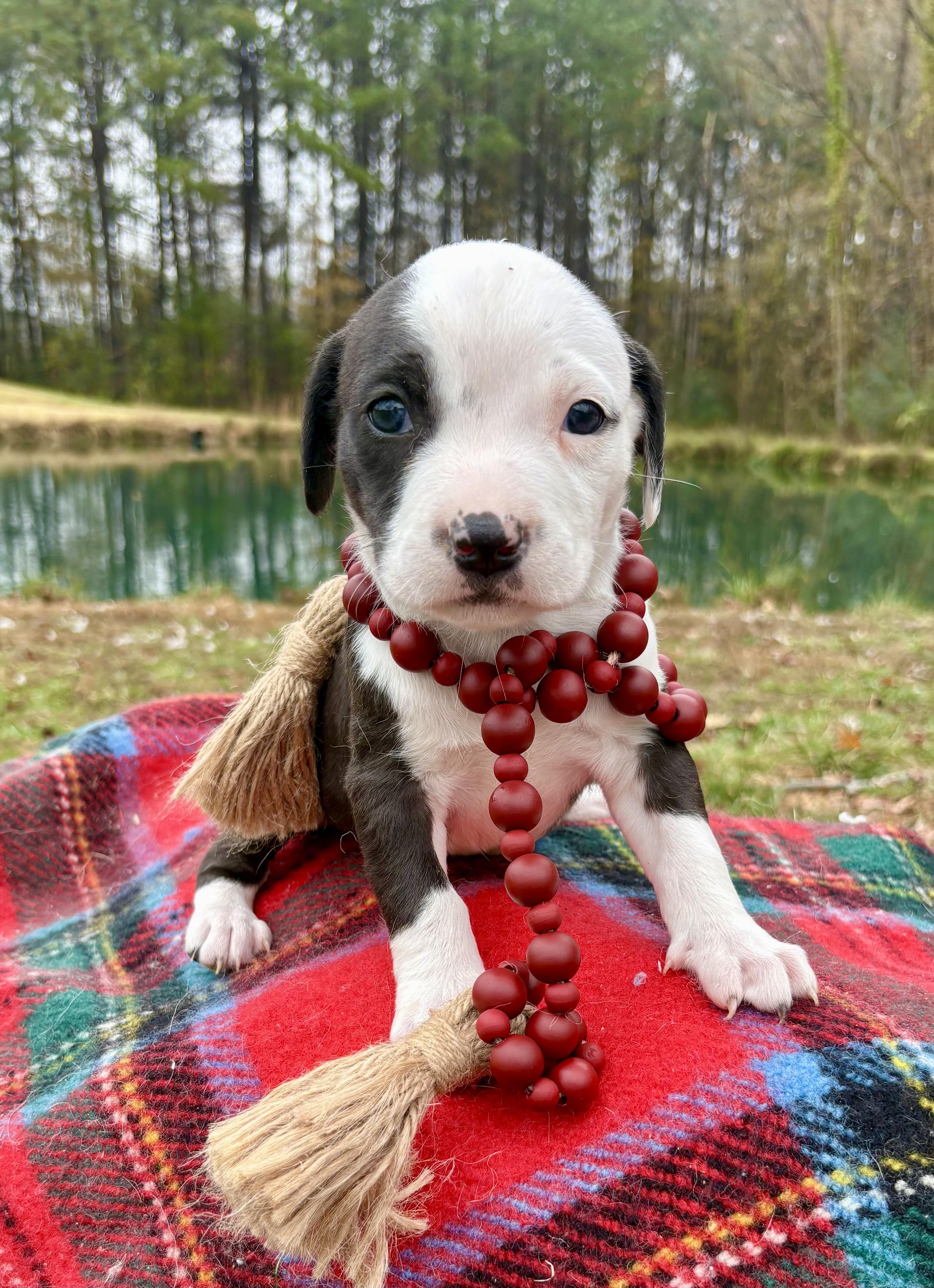 Rory, Adoptable, Puppy Female American Staffordshire Terrier & Pit Bull Terrier.
