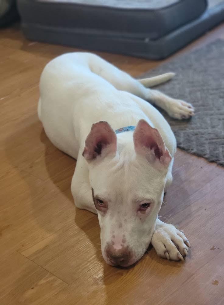 Sterling, Adoptable, Young Male Mixed Breed.