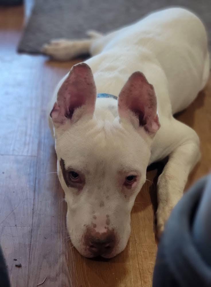 Sterling, a Adoptable Mixed Breed in Fountaintown, IN image 2/5