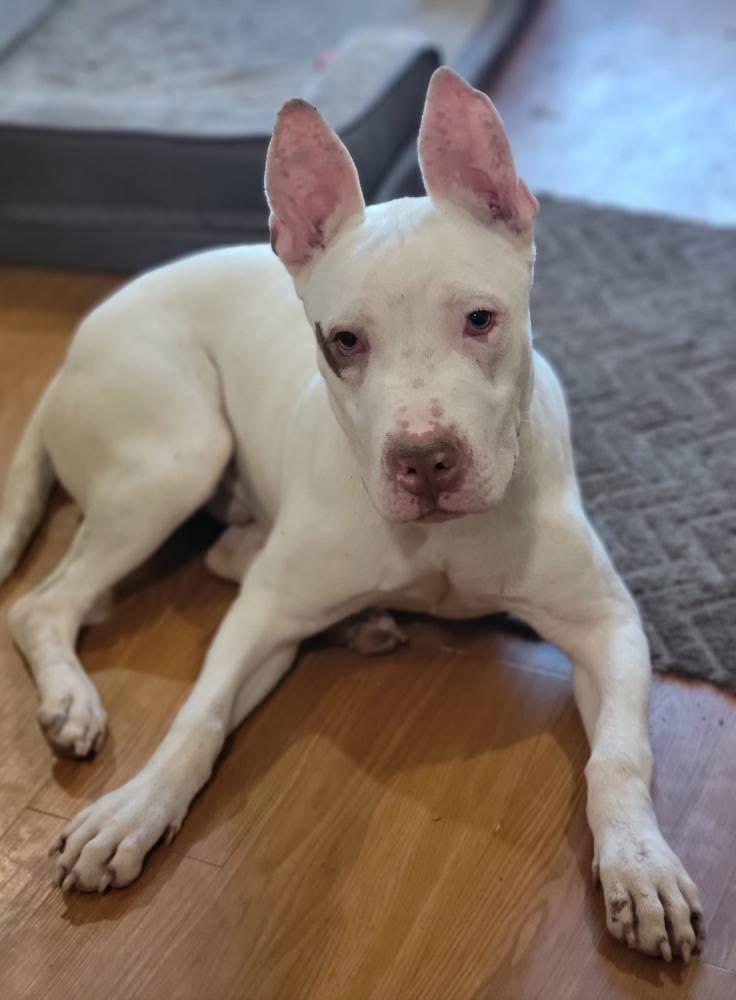 Sterling, a Adoptable Mixed Breed in Fountaintown, IN image 3/5