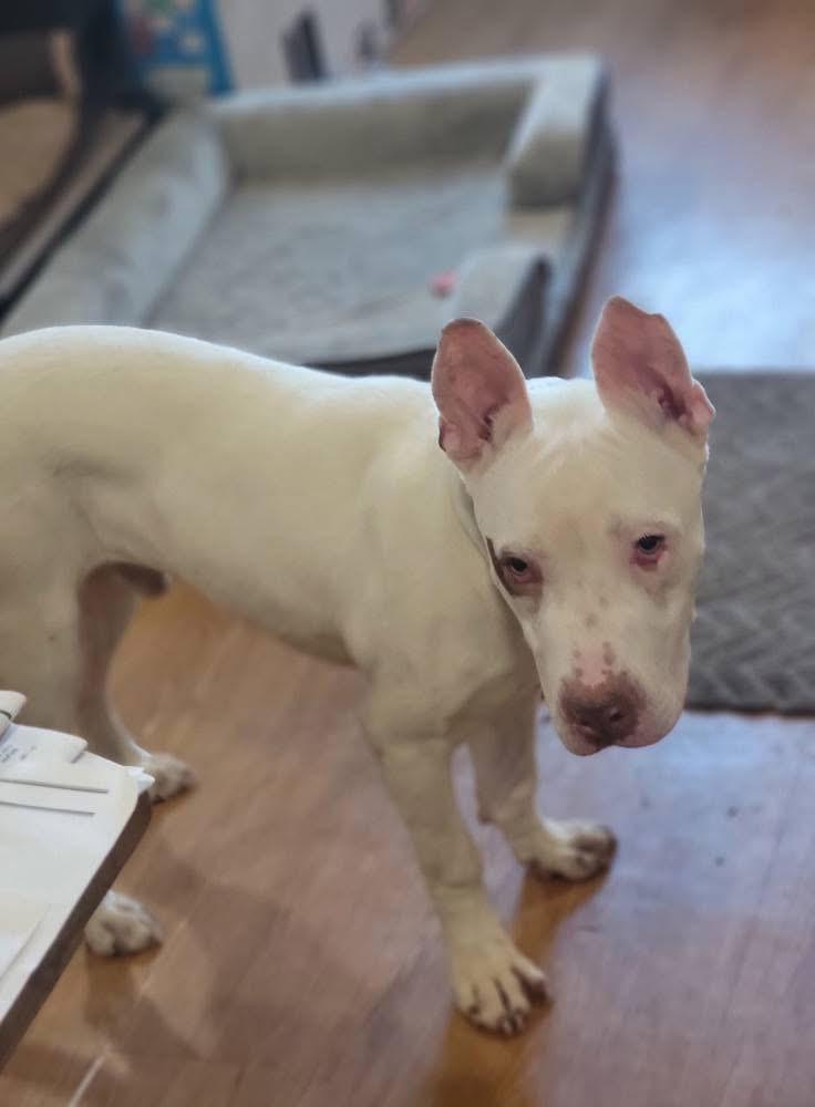 Sterling, a Adoptable Mixed Breed in Fountaintown, IN image 4/5