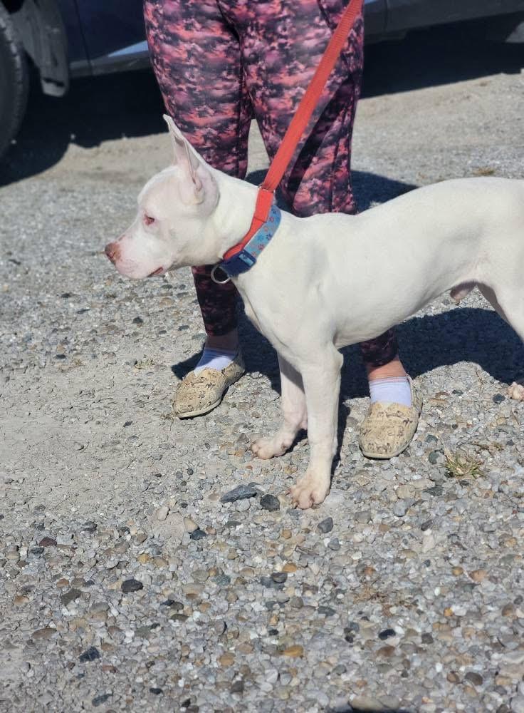 Sterling, a Adoptable Mixed Breed in Fountaintown, IN image 5/5