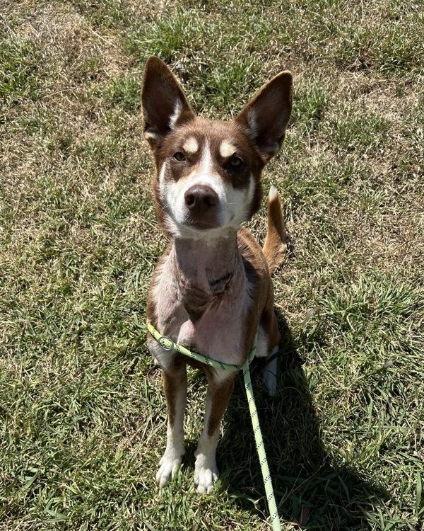 Maya, Adoptable, Adult Female Siberian Husky.