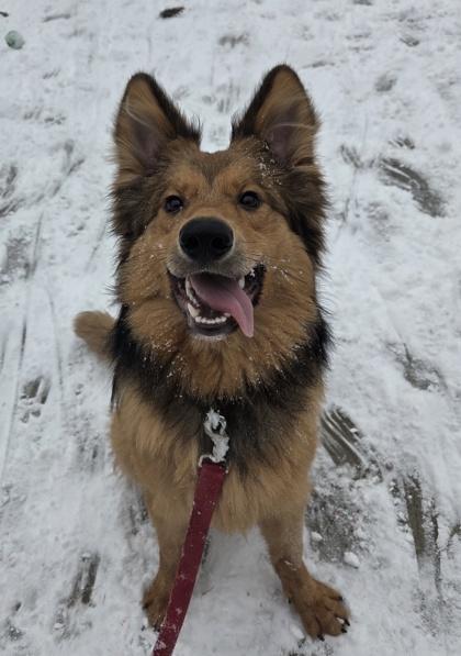 Enlarge Norman, a ADOPTABLE mixed breed in Nashua, NH image 1/3