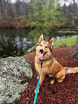 Norman, ADOPTABLE, Young Male Australian Shepherd.