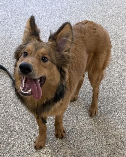 Enlarge Norman, a ADOPTABLE mixed breed in Nashua, NH image 2/3