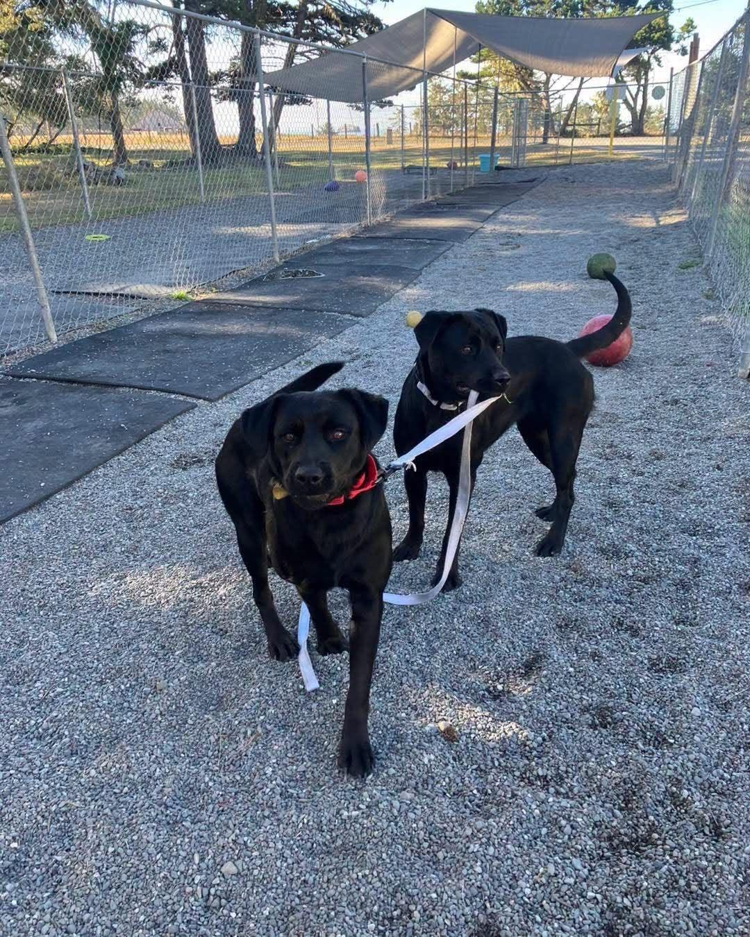Enlarge Jasmine, a Adoptable mixed breed in Battle Ground, WA image 3/3