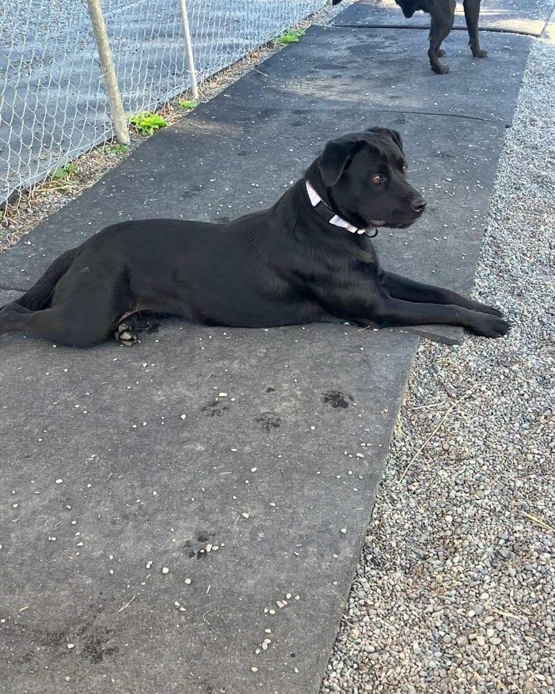 Enlarge Jasmine, a Adoptable mixed breed in Battle Ground, WA image 2/3