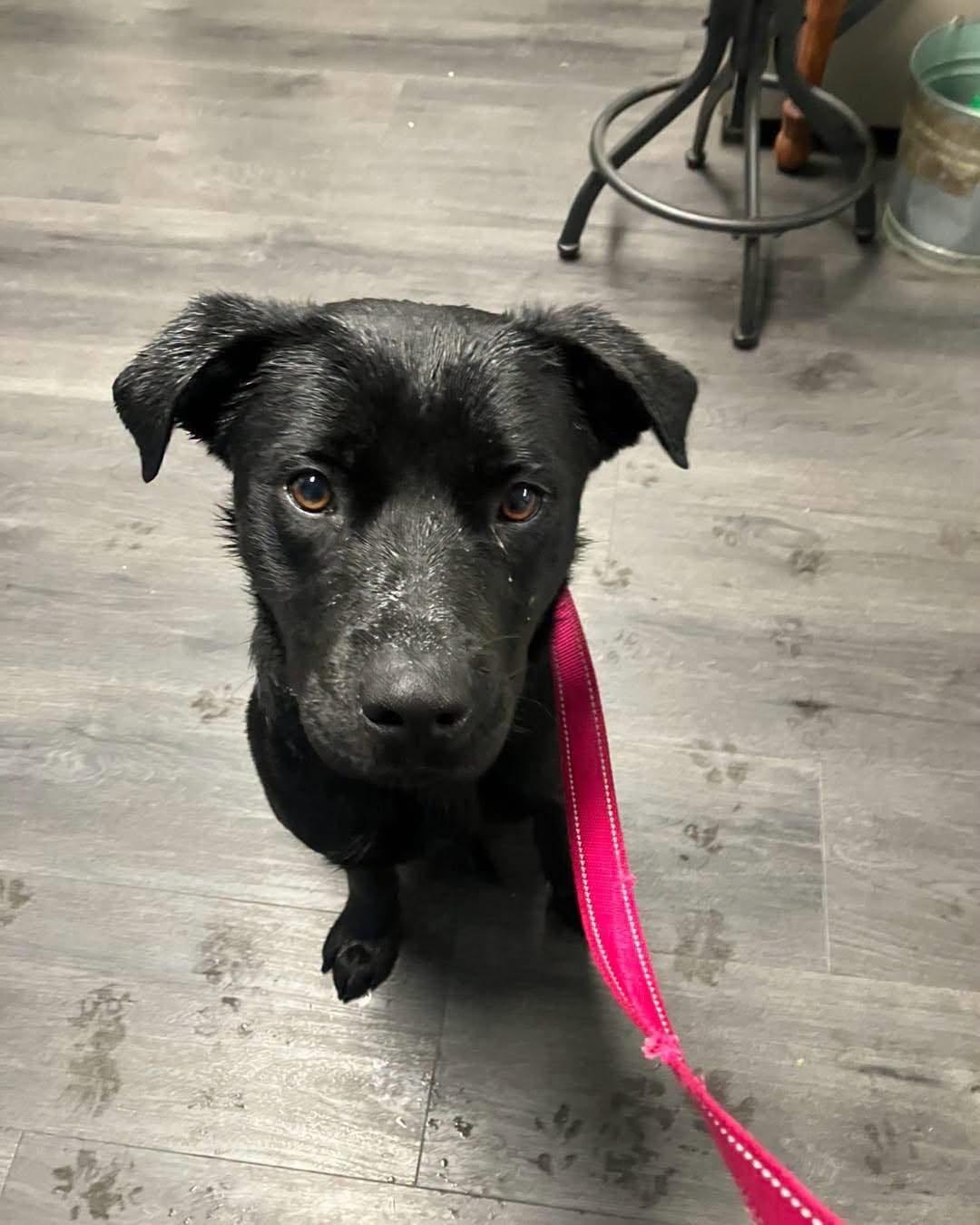 Jasmine, Adoptable, Young Female Labrador Retriever.