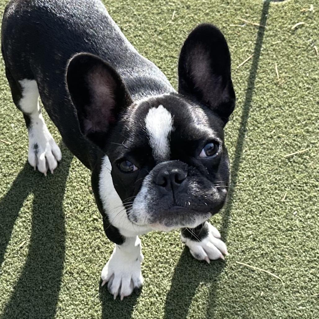 Oscar, Adoptable, Young Male French Bulldog.
