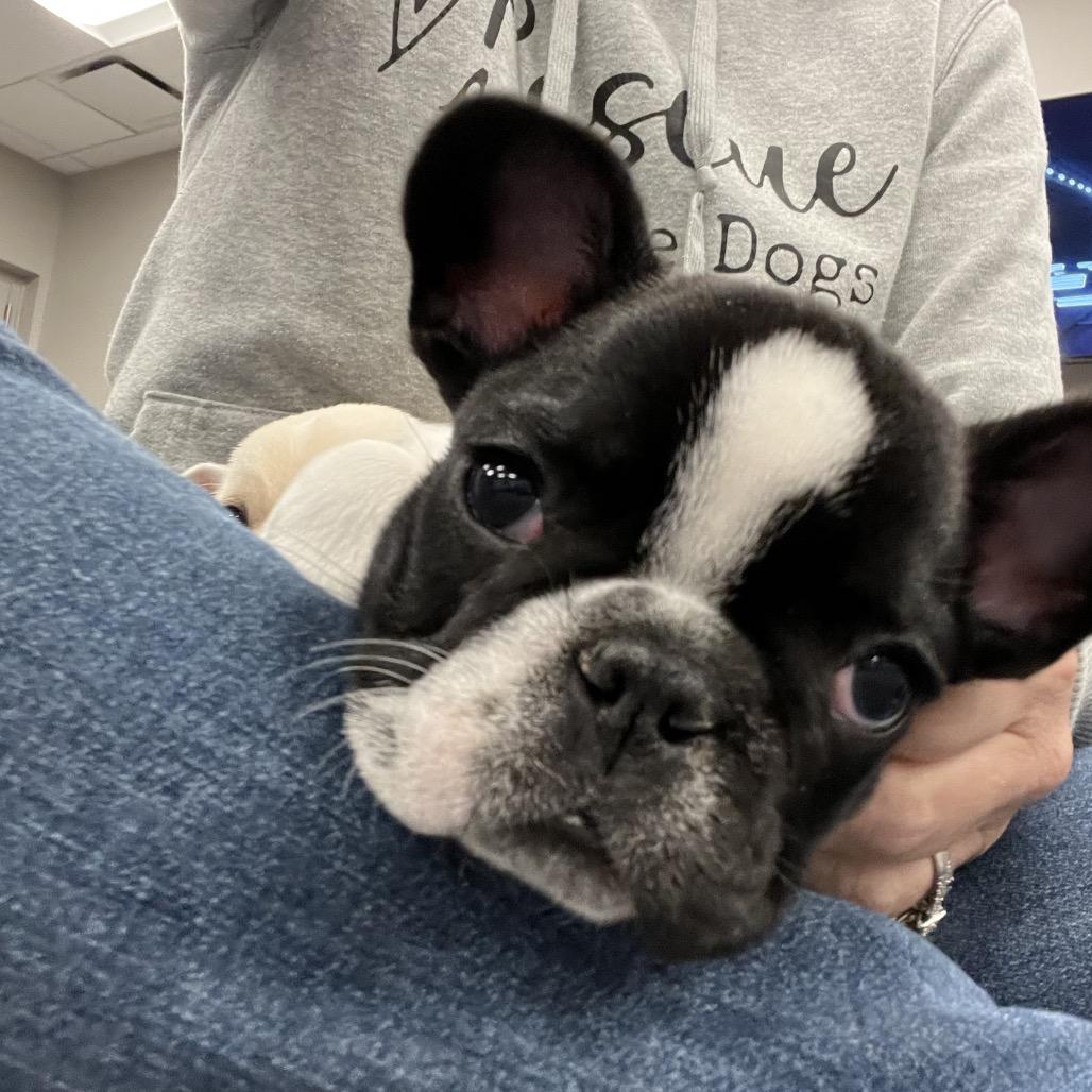 Enlarge Oscar, a Adoptable French Bulldog image 2/4