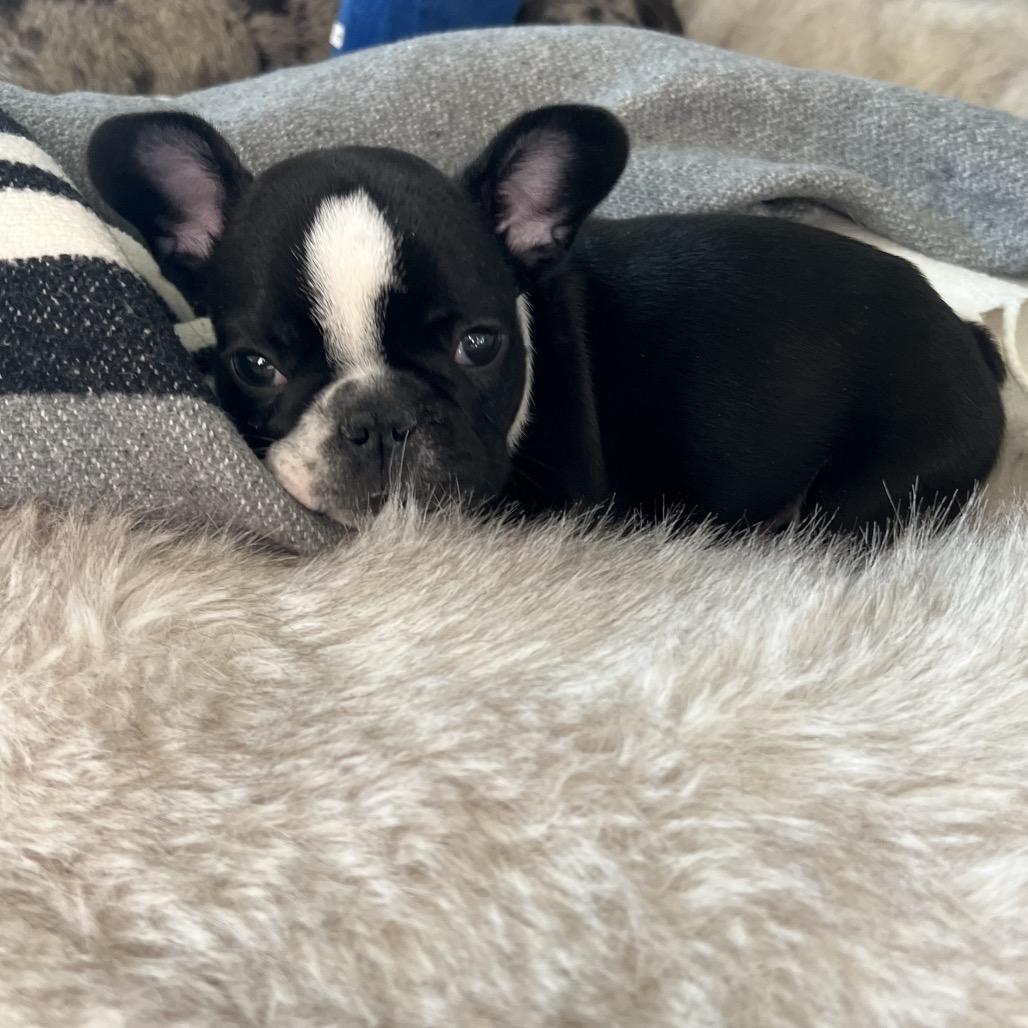 Enlarge Oscar, a Adoptable French Bulldog image 3/4