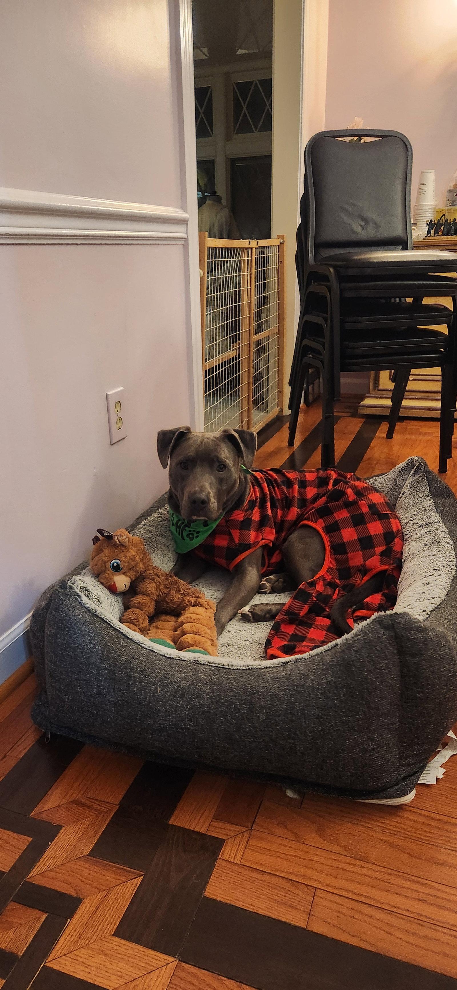 Enlarge Jolly Rancher, a Adoptable mixed breed in Baltimore, MD image 2/3