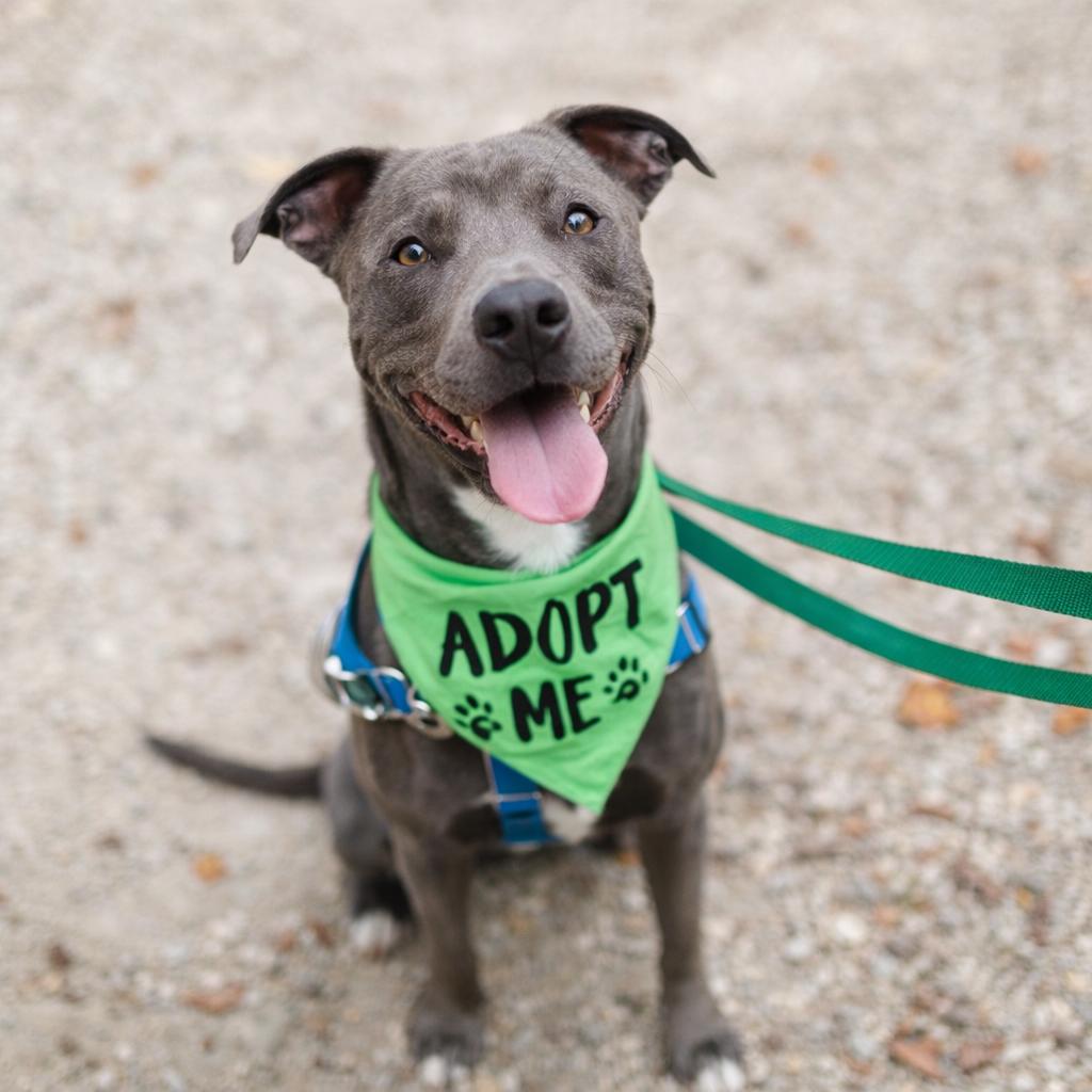 Enlarge Jolly Rancher, a Adoptable mixed breed in Baltimore, MD image 3/3